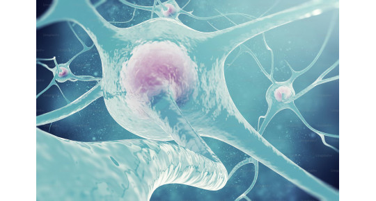 Які вітаміни та мікроелементи потрібні нервовій системі для стабільної роботи