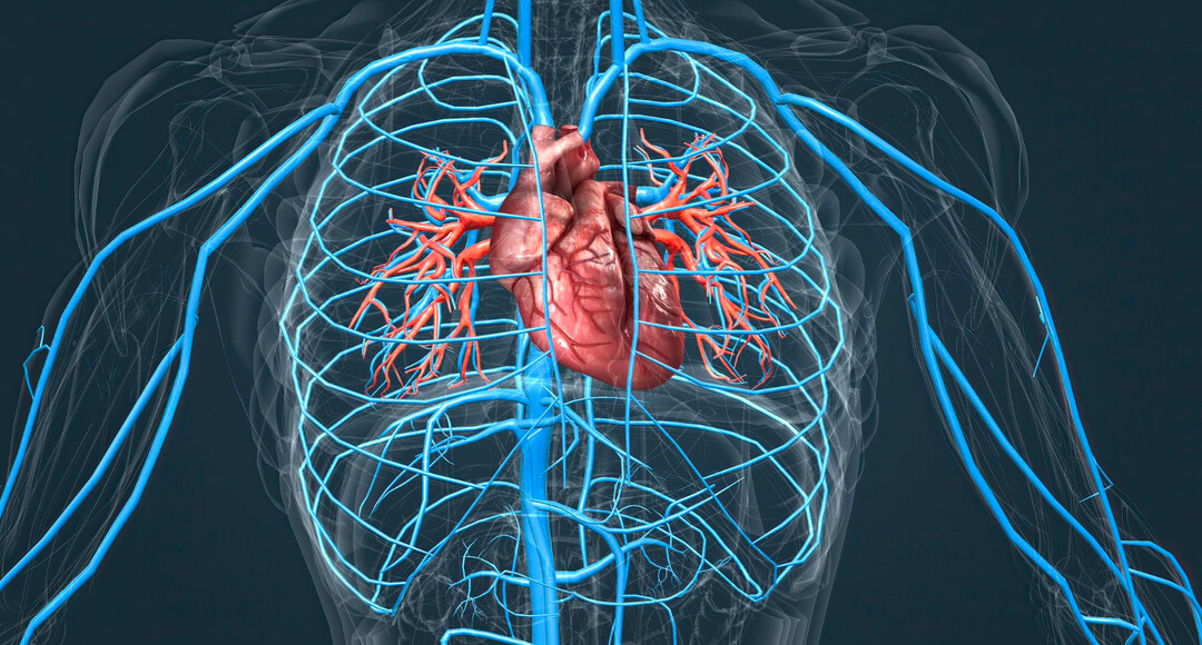 Синергія вітамінів D і K: чому їх поєднання працює ефективніше